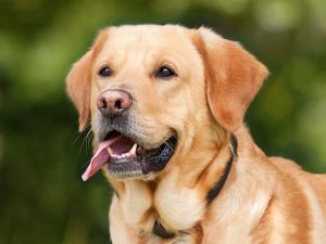 a golder retriever